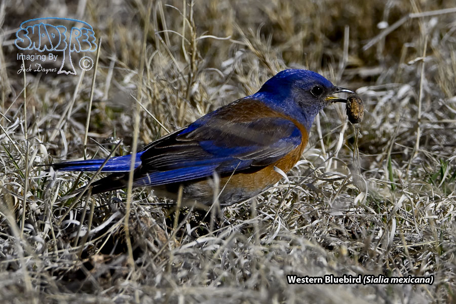 Western Bluebird - Sialia mexicana