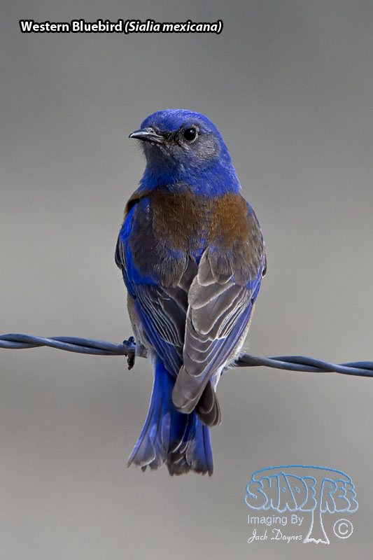 Western Bluebird - Sialia mexicana