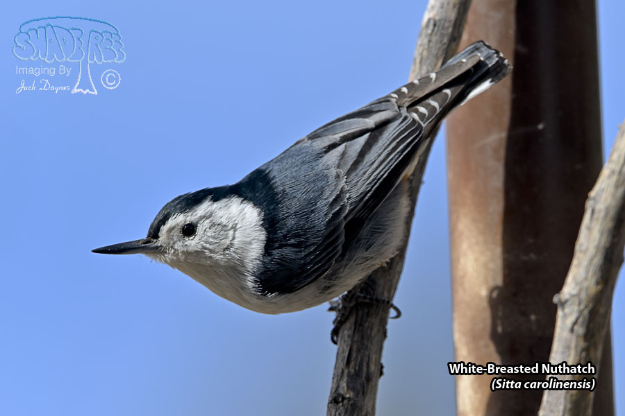 White-Breasted Nuthatch - Sitta carolinensis