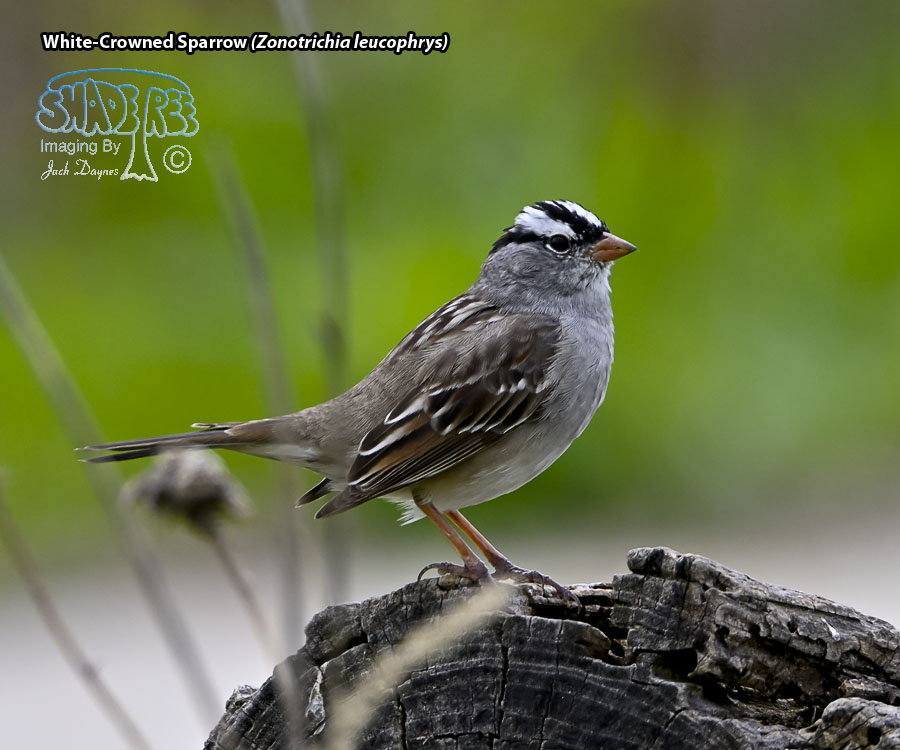 White-Crowned Sparrow - Zonotrichia leucophrys