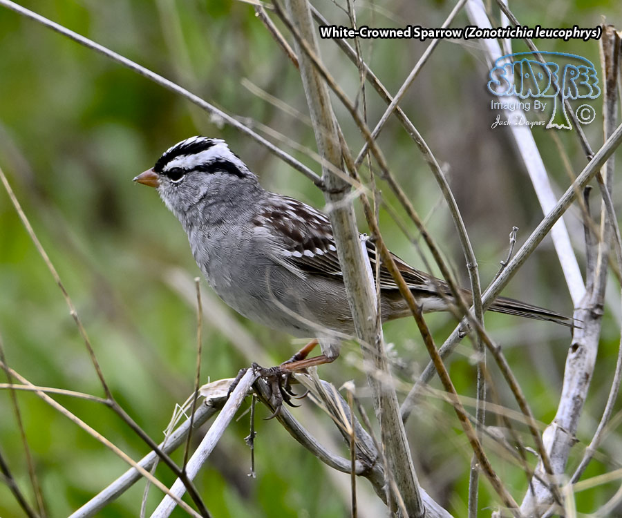 White-Crowned Sparrow - Zonotrichia leucophrys