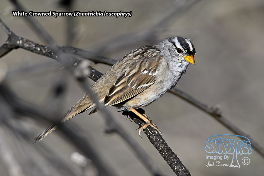 White-Crowned Sparrow - Zonotrichia leucophrys