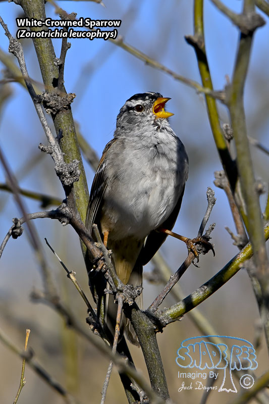 White-Crowned Sparrow - Zonotrichia leucophrys