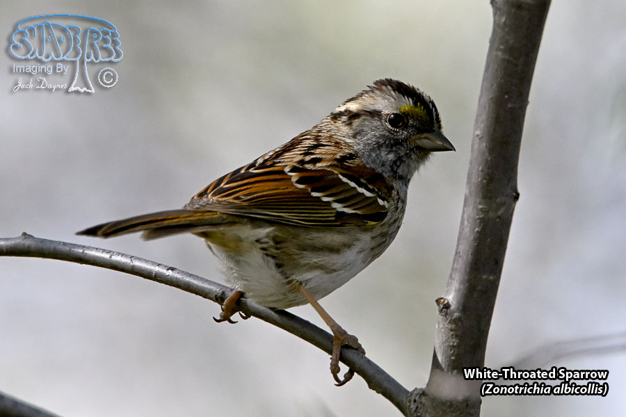 White-Throated Sparrow - Zonotrichia albicollis