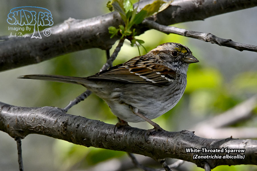 White-Throated Sparrow - Zonotrichia albicollis