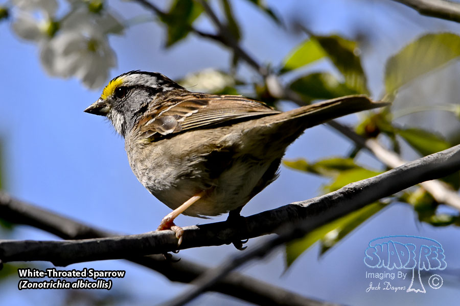 White-Throated Sparrow - Zonotrichia albicollis