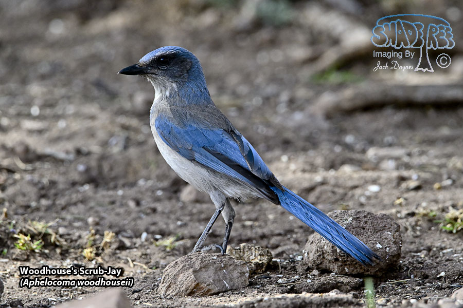 Woodhouse's Scrub-Jay - Aphelocoma woodhouseii