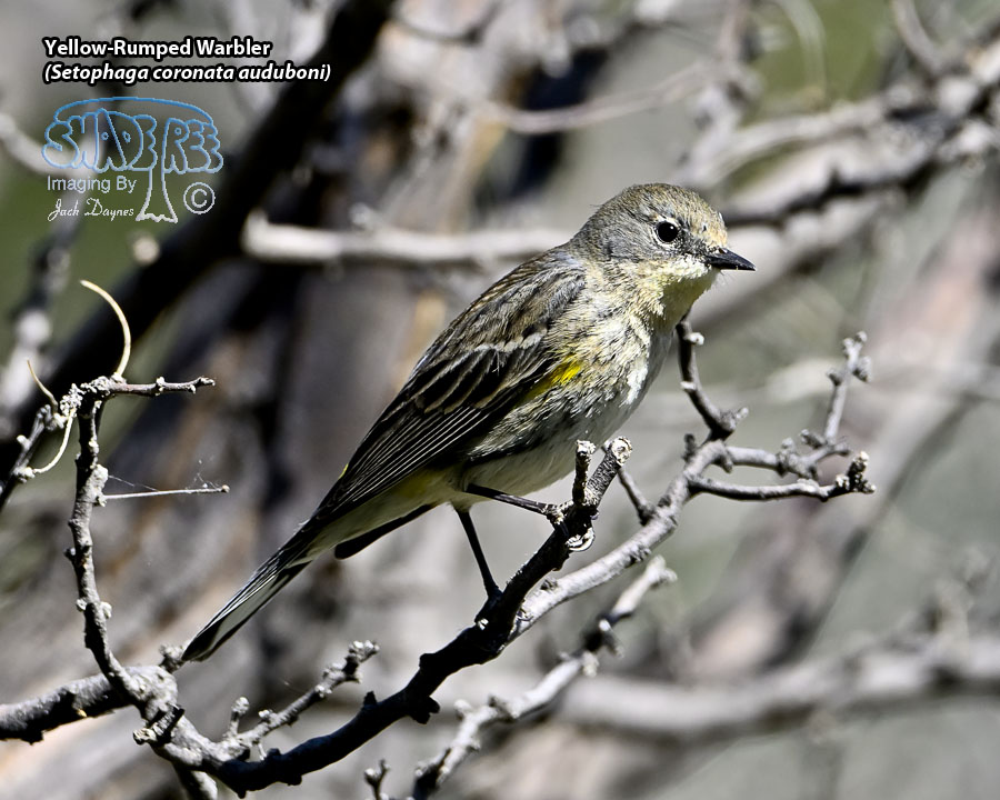 Yellow-Rumped Warbler - Setophaga coronata auduboni