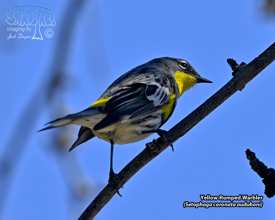 Yellow-Rumped Warbler - Setophaga coronata auduboni