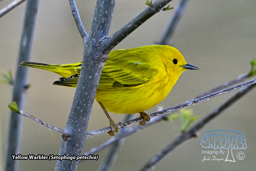 Yellow Warbler - Setophaga petechia