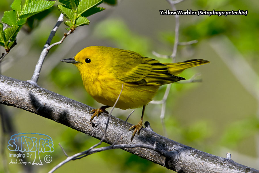 Yellow Warbler - Setophaga petechia