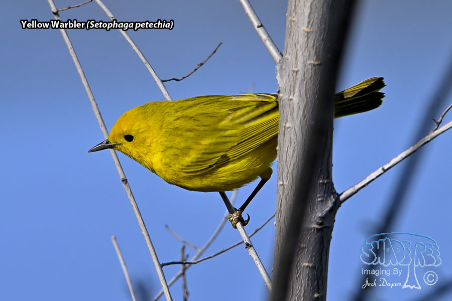 Yellow Warbler - Setophaga petechia