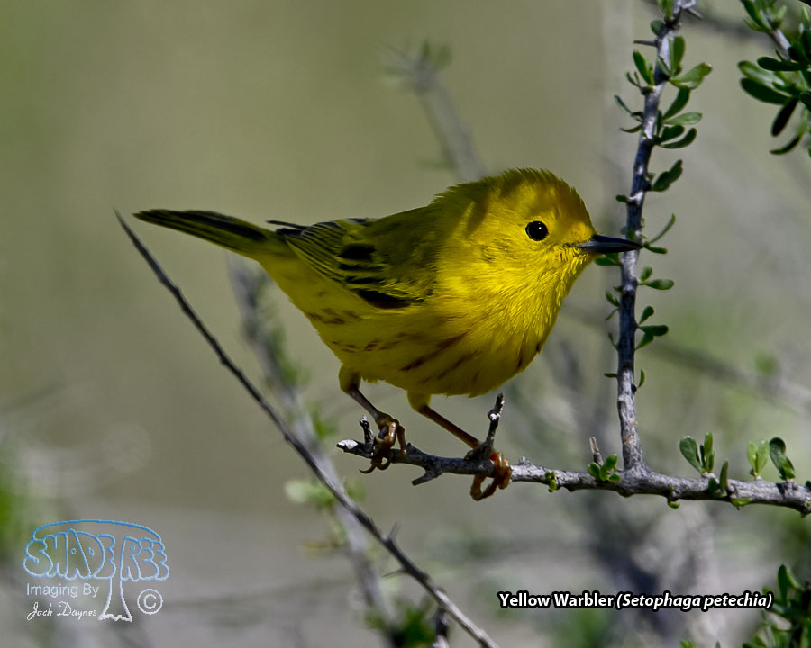 Yellow Warbler - Setophaga petechia