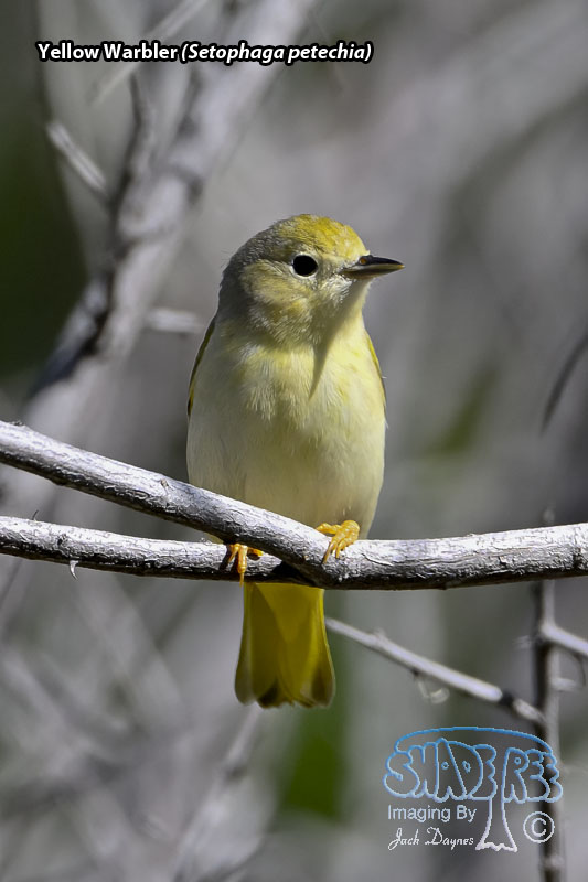 Yellow Warbler - Setophaga petechia