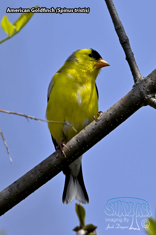 American Goldfinch - Spinus tristis