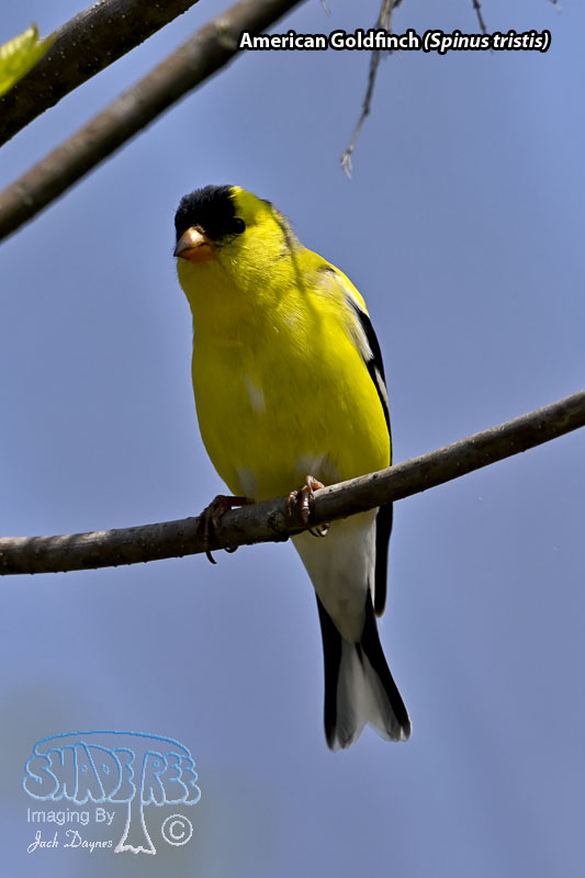American Goldfinch - Spinus tristis