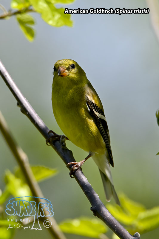 American Goldfinch - Spinus tristis