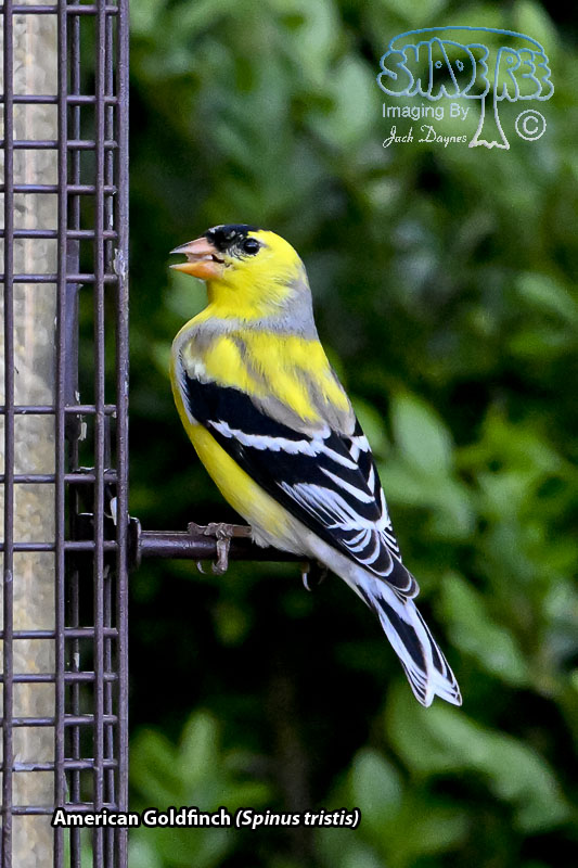 American Goldfinch - Spinus tristis