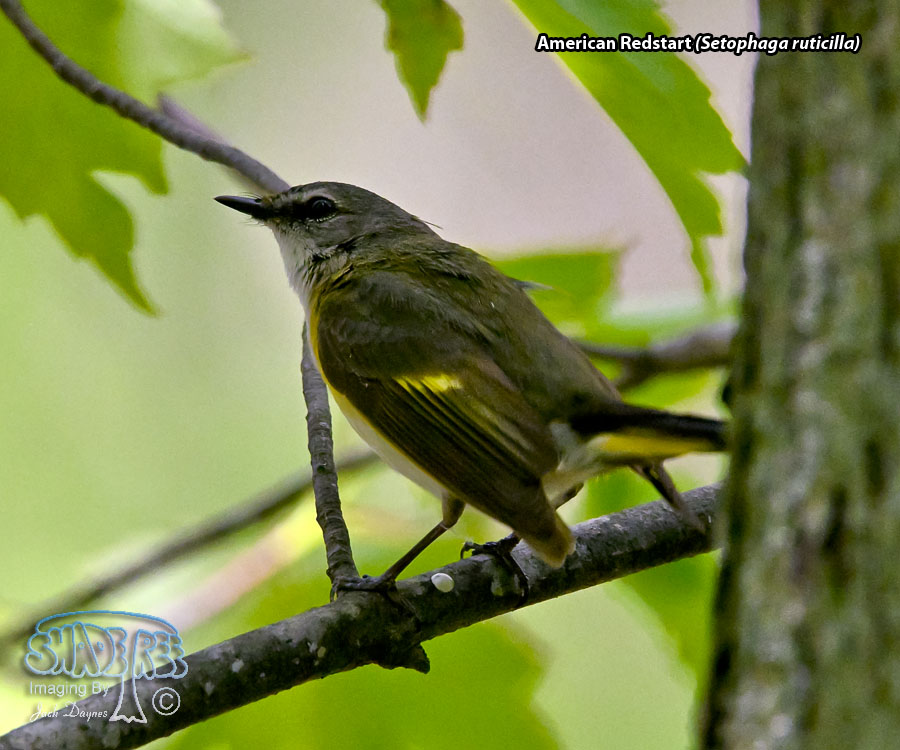American Redstart - Setophaga ruticilla