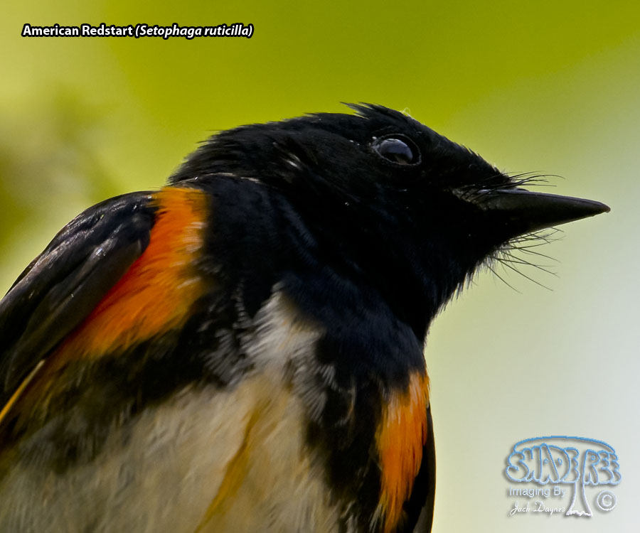 American Redstart - Setophaga ruticilla