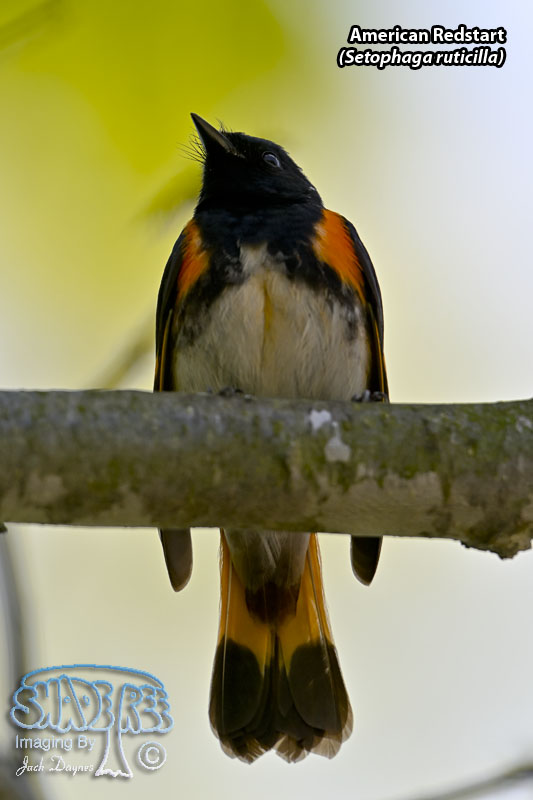 American Redstart - Setophaga ruticilla