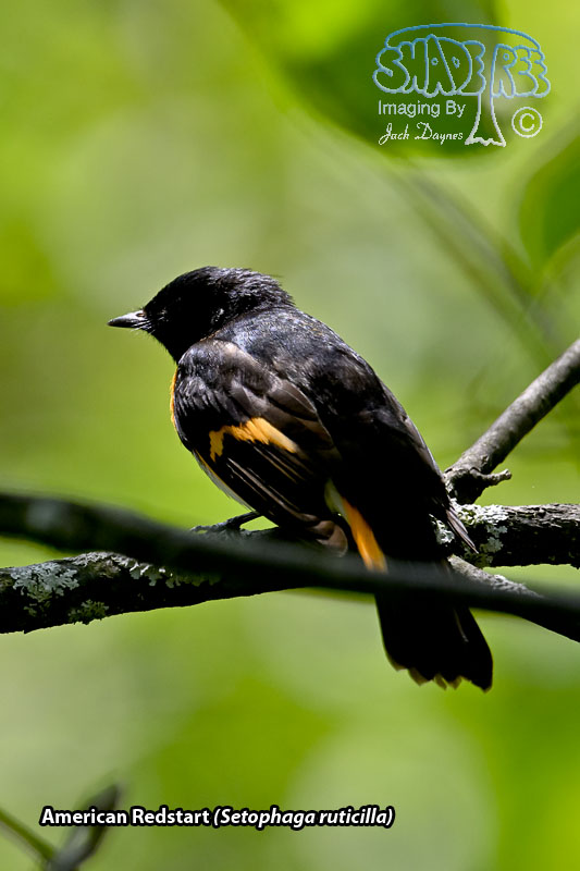 American Redstart - Setophaga ruticilla