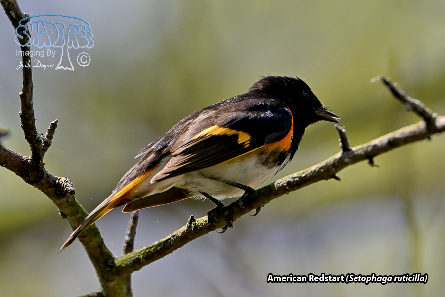 American Redstart - Setophaga ruticilla