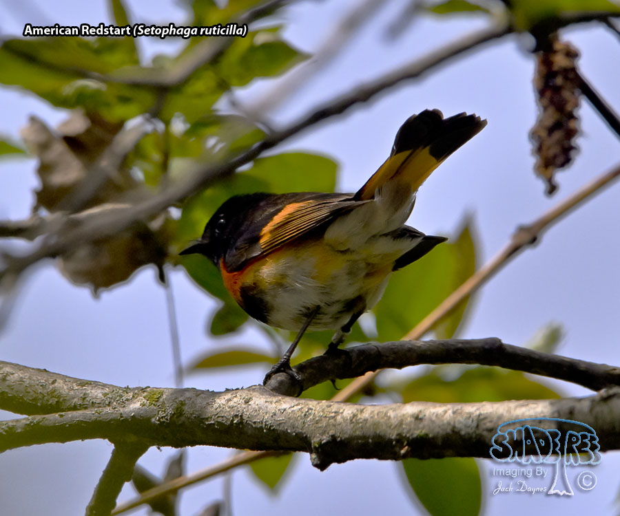 American Redstart - Setophaga ruticilla