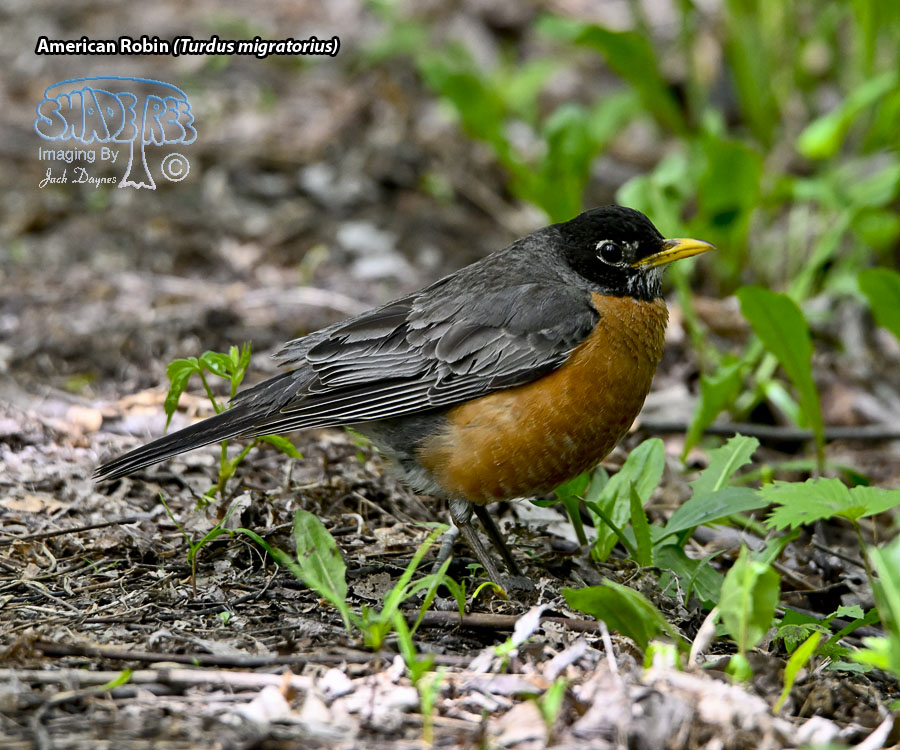 American Robin - Turdus migratorius