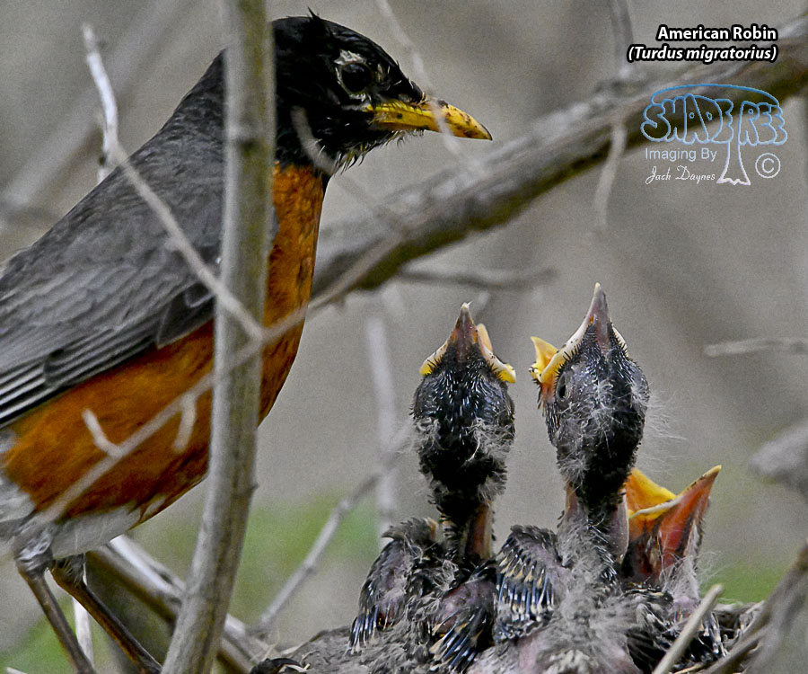 American Robin - Turdus migratorius