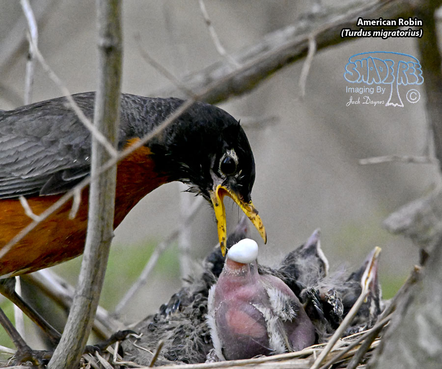 American Robin - Turdus migratorius