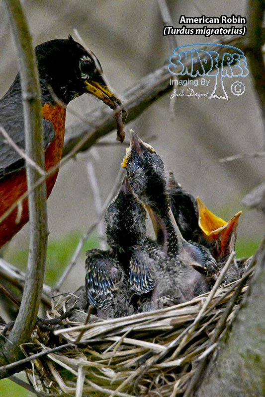American Robin - Turdus migratorius