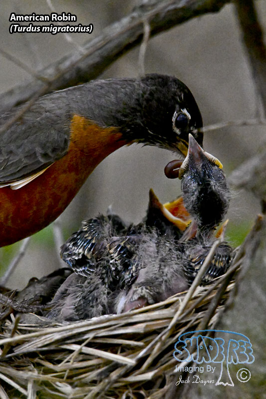 American Robin - Turdus migratorius