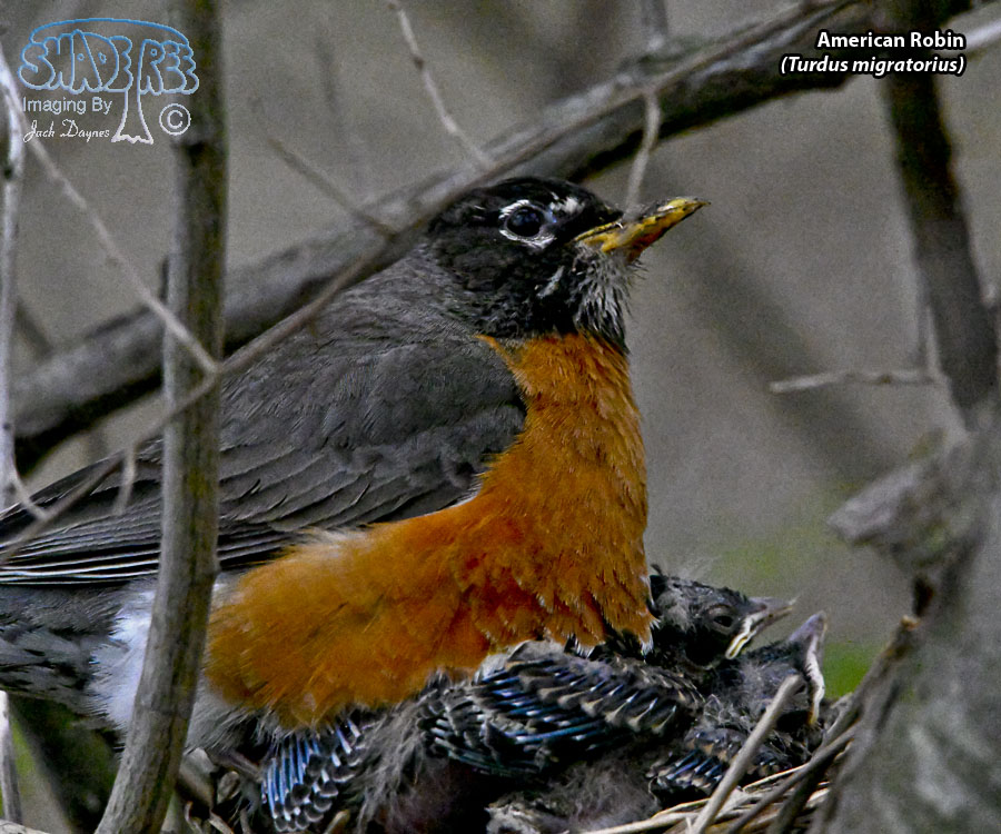 American Robin - Turdus migratorius
