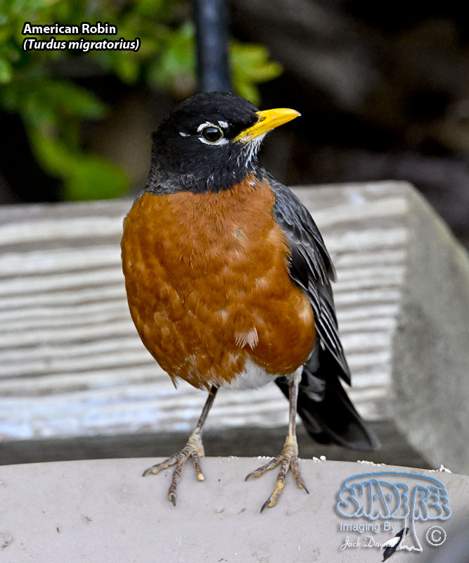 American Robin - Turdus migratorius