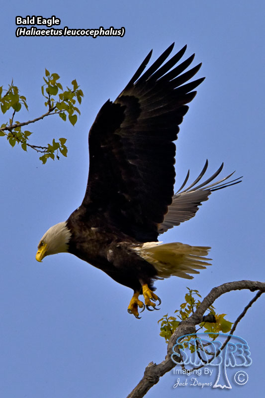 Bald Eagle - Haliaeetus leucocephalus