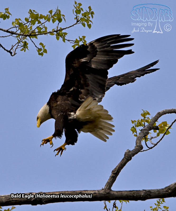Bald Eagle - Haliaeetus leucocephalus