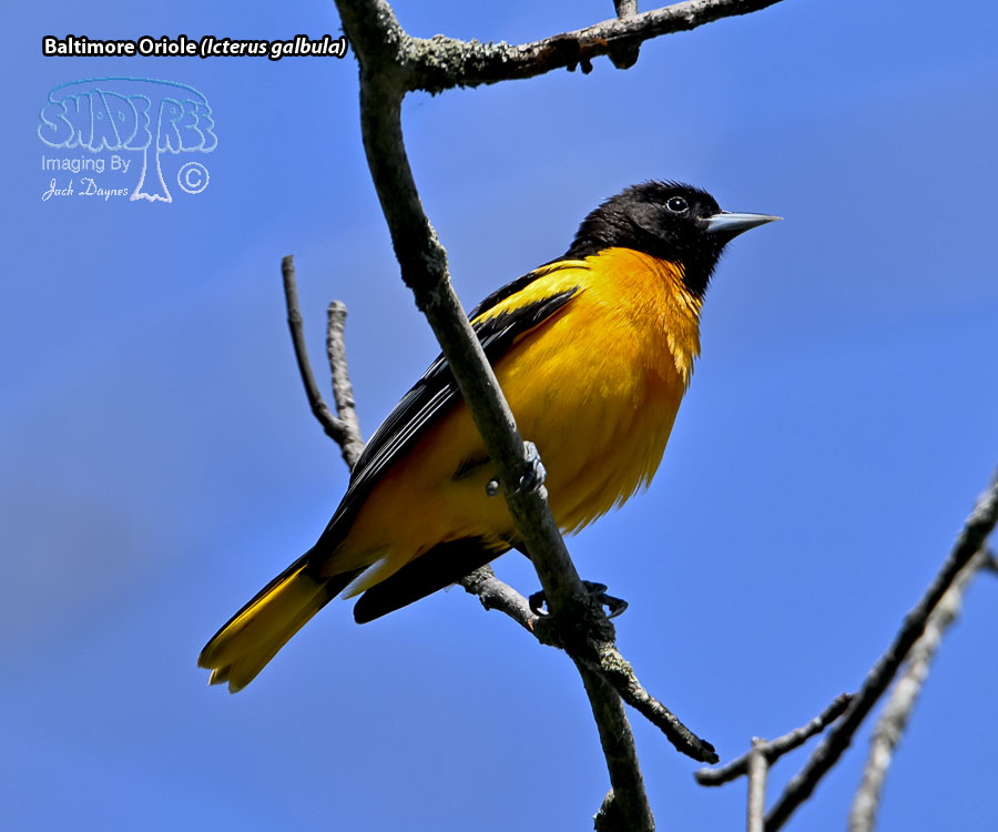 Baltimore Oriole - Icterus galbula