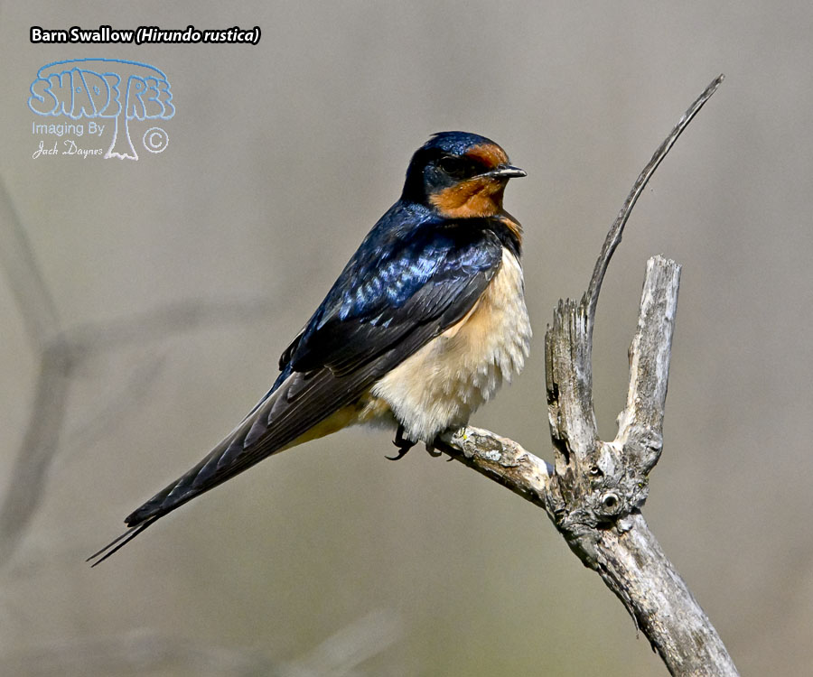Barn Swallow - Hirundo rustica