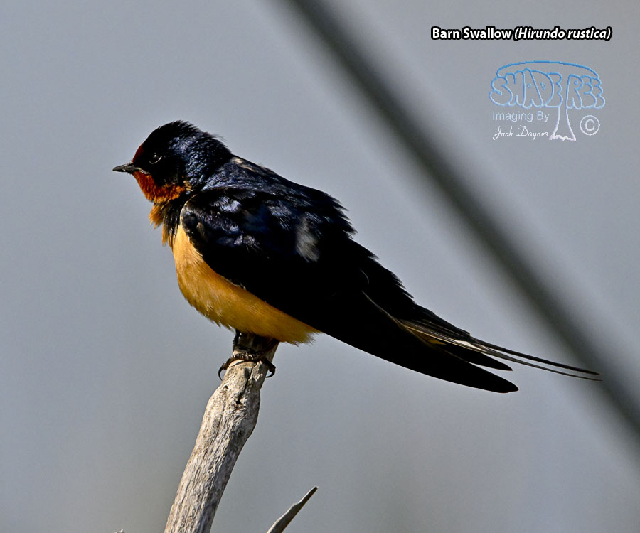 Barn Swallow - Hirundo rustica