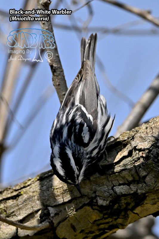 Black-and-White Warbler - Mniotilta varia