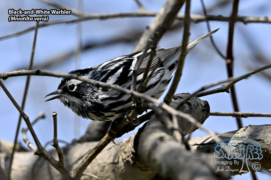 Black-and-White Warbler - Mniotilta varia