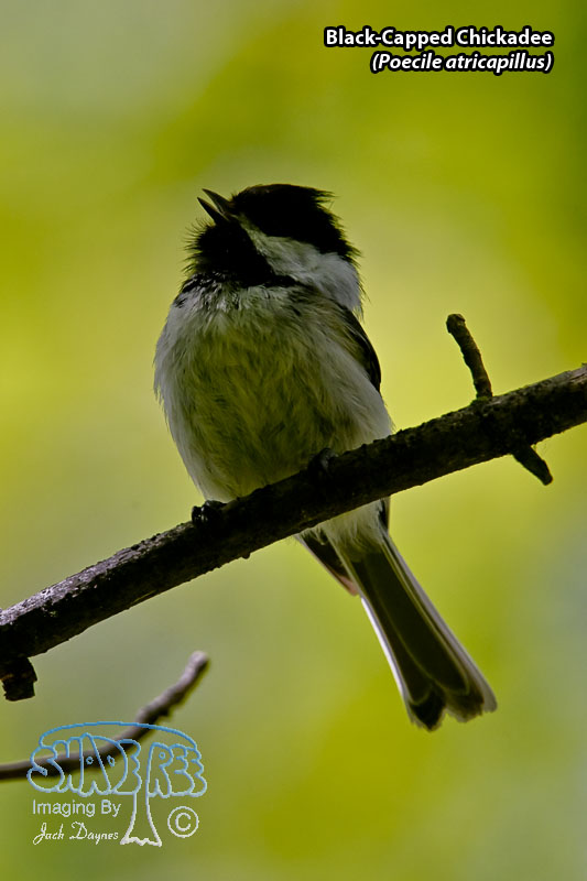 Black-Capped Chickadee - Poecile atricapillus