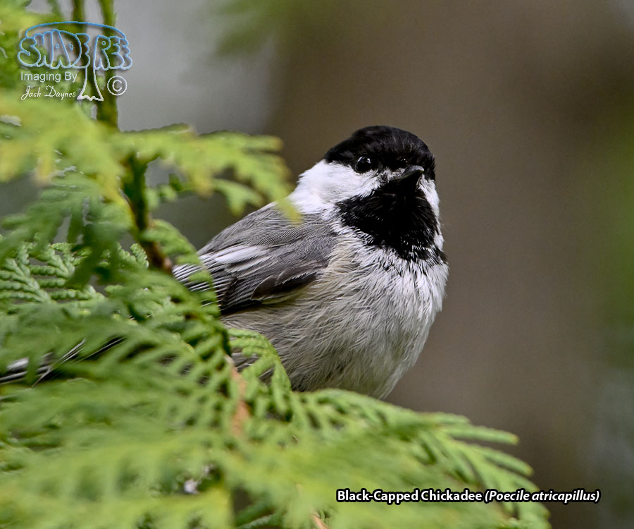 Black-Capped Chickadee - Poecile atricapillus
