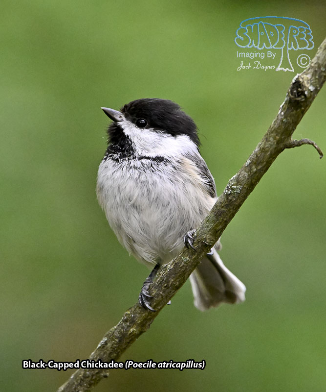Black-Capped Chickadee - Poecile atricapillus