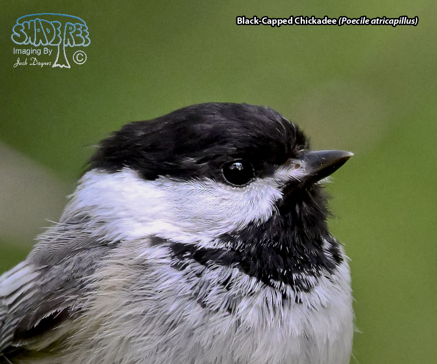 Black-Capped Chickadee - Poecile atricapillus