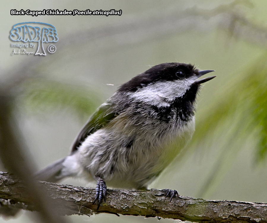 Black-Capped Chickadee - Poecile atricapillus