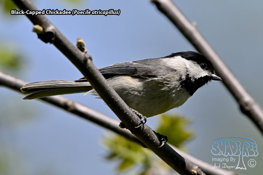 Black-Capped Chickadee - Poecile atricapillus