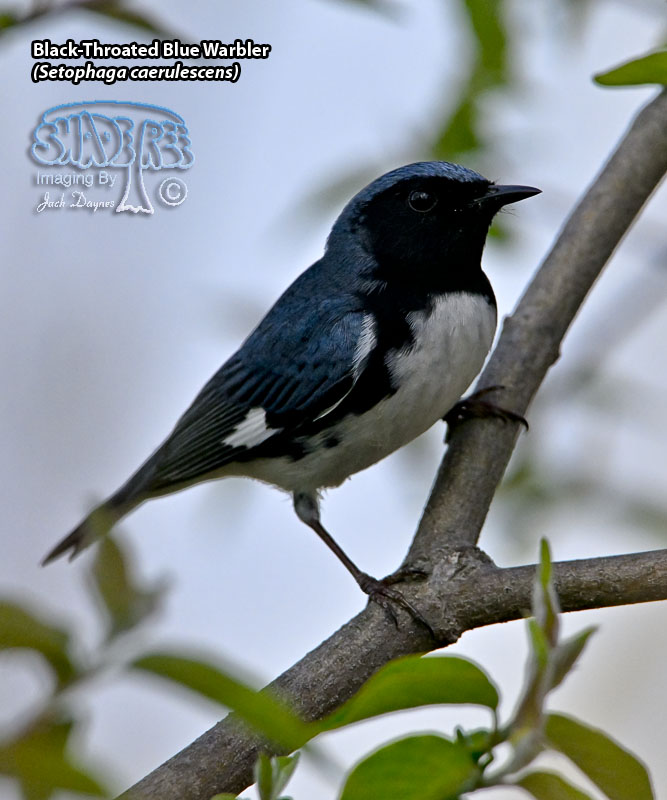 Black-Throated Blue Warbler - Setophaga caerulescens