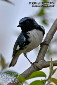 2023-05-07 Magee Marsh Ohio